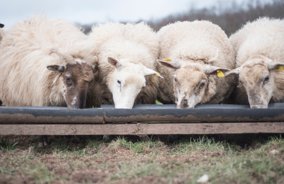 What’s the best ATV/UTV stock or sheep feeder?