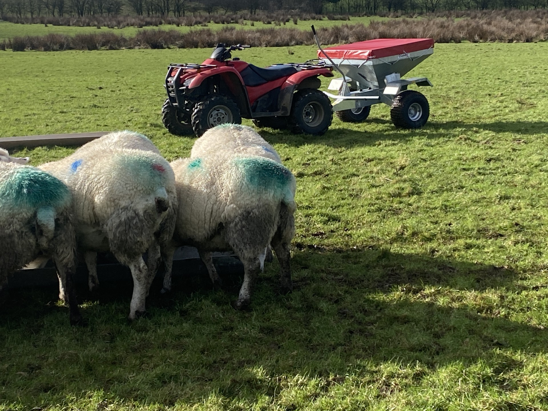 How the NEW Quad-X Trough Stock Feeder is Revolutionising Sheep Feeding